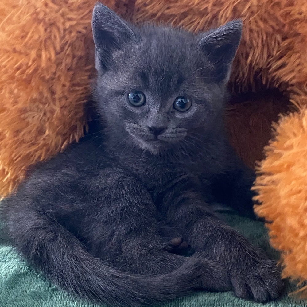 Meet your Posher, Jennifer